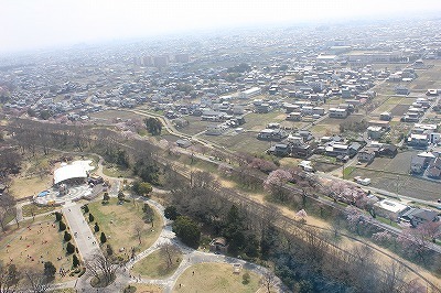 桜0322 (7).jpg
