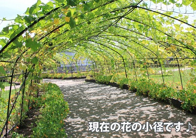 花の小径.jpg