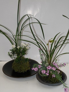 苔玉.jpg