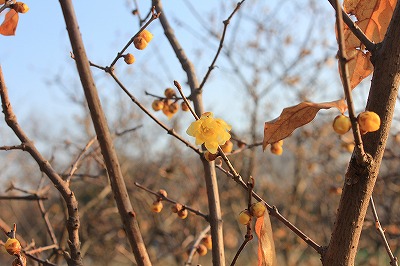 IMG_2878.jpg