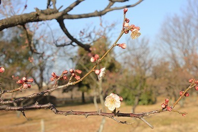 IMG_3729.jpg