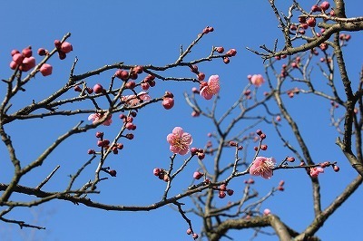 IMG_3731.jpg
