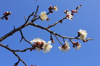 IMG_3737.jpg