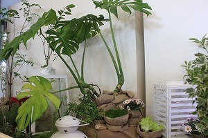 IMG_4312.jpg