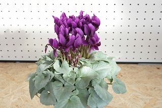 IMG_5795.jpg