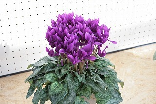 IMG_5802.jpg