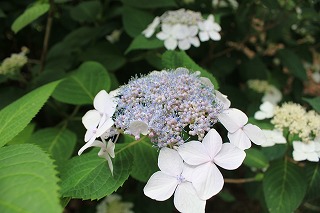 IMG_7649.jpg