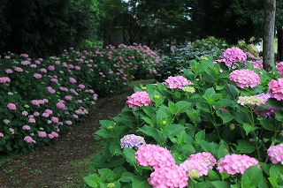 IMG_7667.jpg