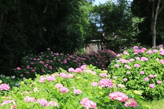 IMG_7755.jpg