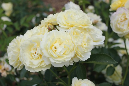 IMG_8466.jpg