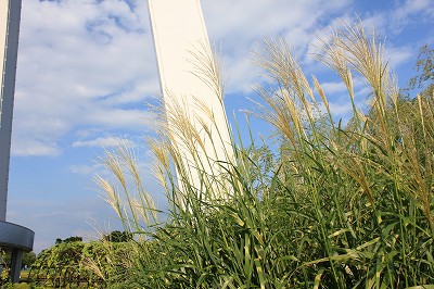 IMG_8950.jpg