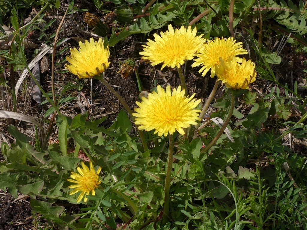 P1150172.jpg