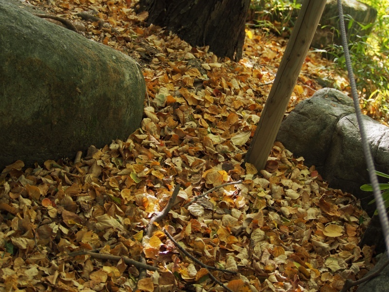 PA260521.jpg