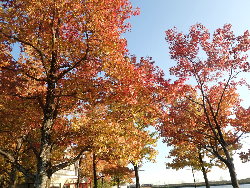 パークセンター 紅葉見頃です 木曽三川公園スタッフブログ