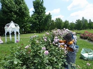 １３８タワーパーク ボランティアさんとバラの花がら摘み 木曽三川公園スタッフブログ