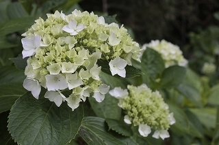 _MG_5038.jpg