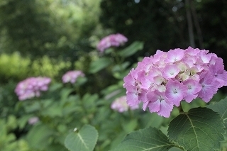 _MG_5046.jpg