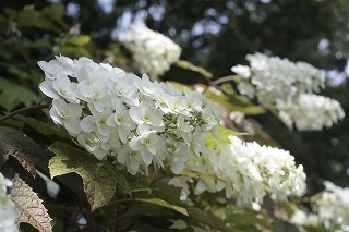 _MG_5052.jpg