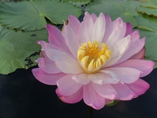 s-DSC00667.jpg