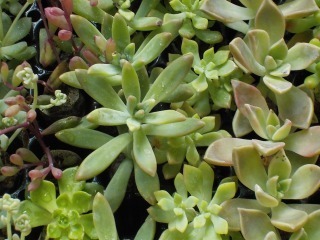 s-DSCN0434.jpg