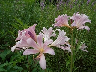 s-DSCN7174.jpg