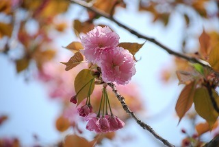 s-DSC_0012.jpg