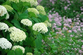 s-DSC_0013.jpg