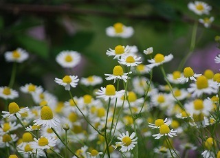 s-DSC_0022.jpg
