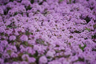 s-DSC_0023.jpg