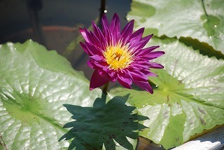 s-DSC_0030.jpg