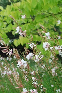 s-DSC_0034.jpg