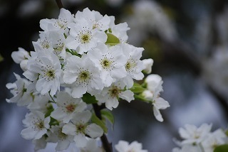 s-DSC_0037.jpg