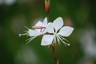 s-DSC_0039.jpg