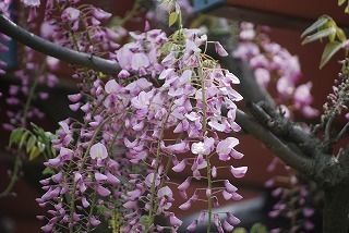 s-DSC_0042.jpg