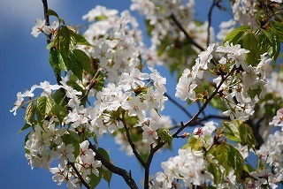 s-DSC_0043.jpg