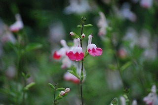 s-DSC_0057.jpg