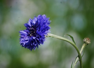s-DSC_0075.jpg