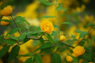 s-DSC_0076.jpg