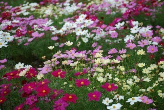s-DSC_0082.jpg