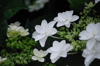 s-DSC_0084.jpg