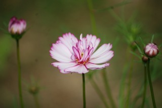 s-DSC_0115.jpg