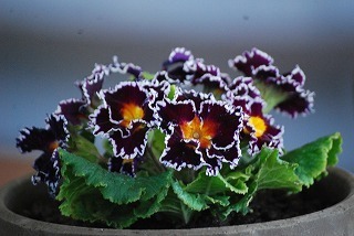 s-DSC_0128.jpg