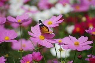s-DSC_0152.jpg