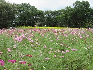 木曽三川公園センター コスモスが見ごろを迎えました サクラが咲きました 木曽三川公園スタッフブログ