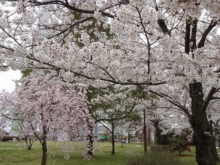 s-P4130064.jpg