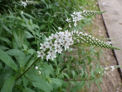 s-RIMG3858.jpg