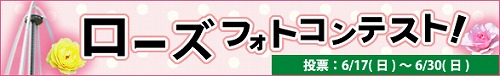 title_rose_photo.jpg
